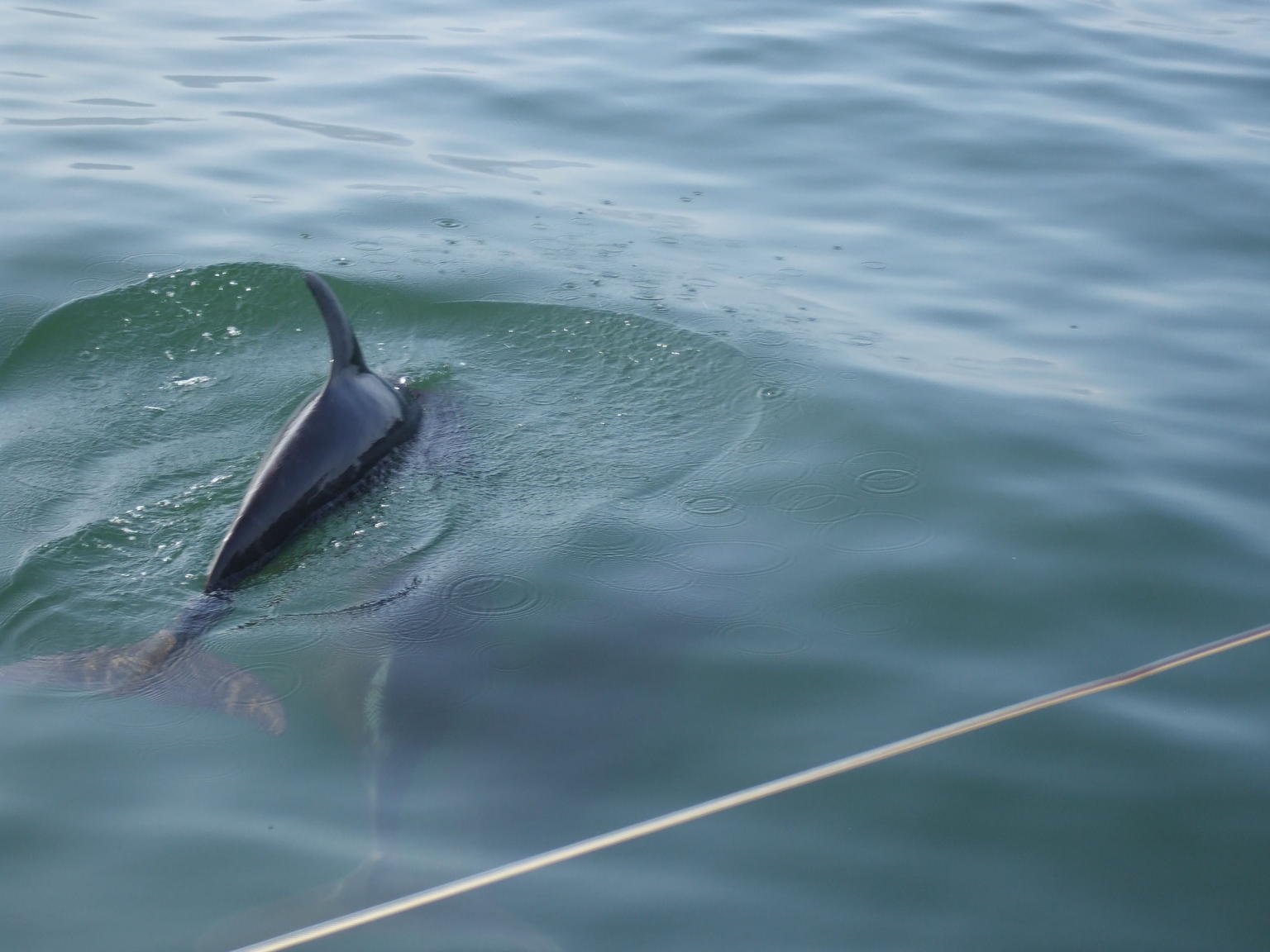 Dolphins