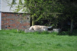 Photo of Labrador wallowing in trough at Avebury While we were absorbing the mysteries of Avebury a yellow Labrador decided to wallow in a drinking trough, certainly broke the spell , marianne k - May 2013