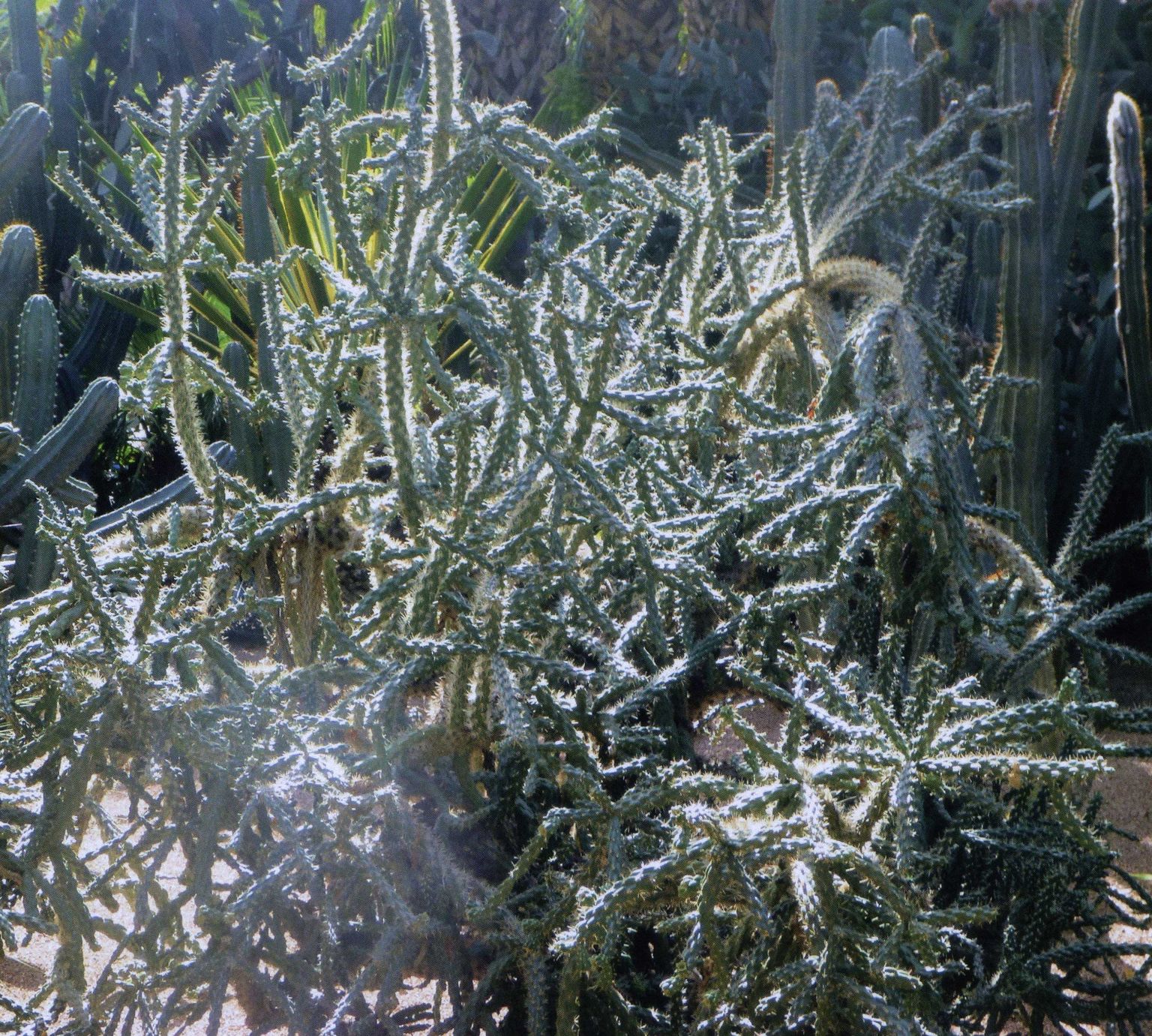 Majorelle Garden - Cactus