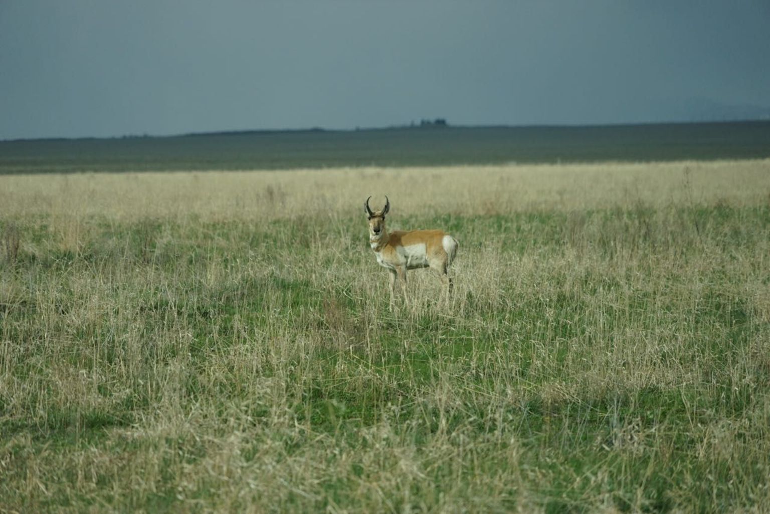 Wildlife at Grand Teton