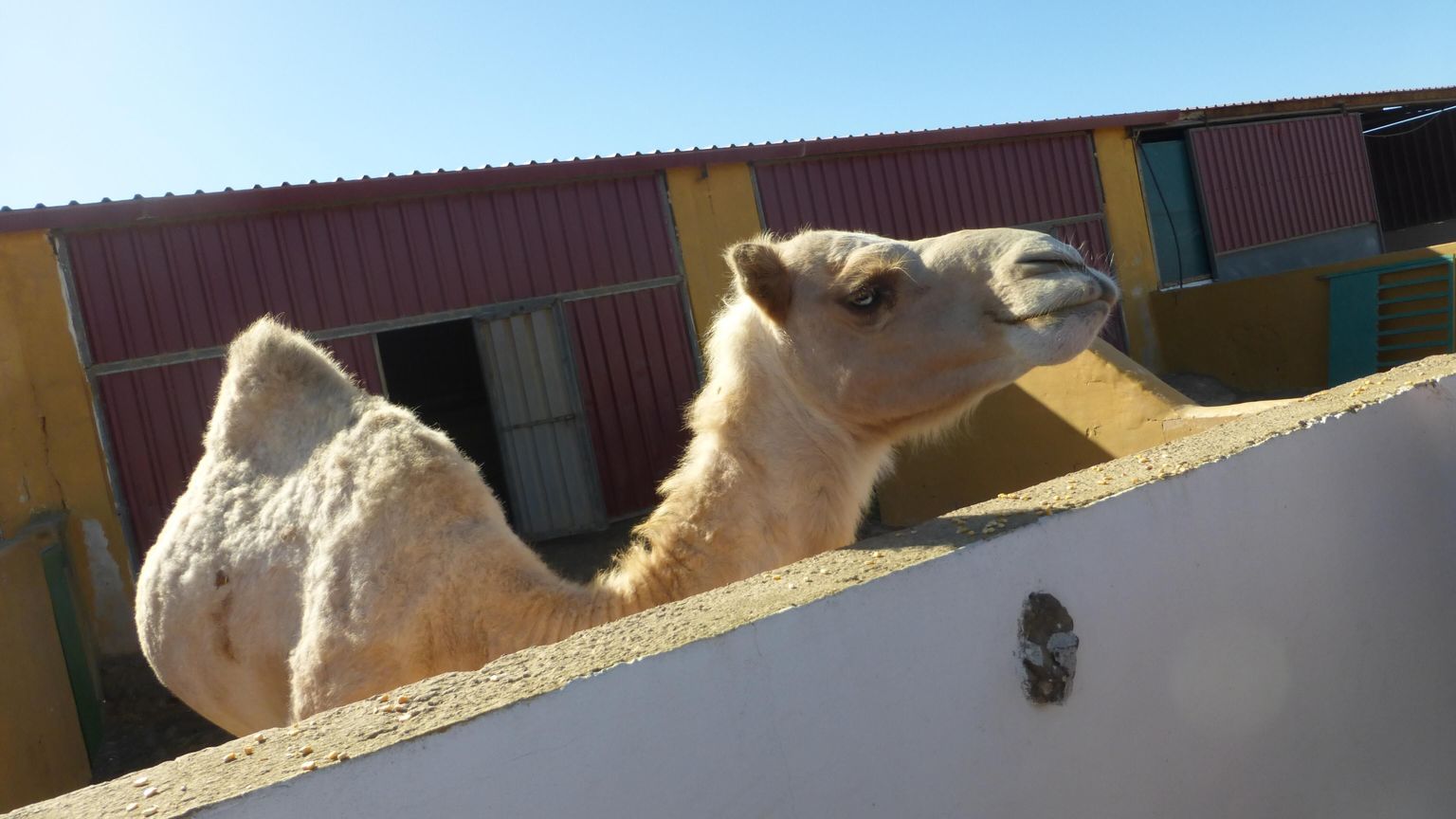 Camel! At the cheese farm.