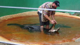 Photo of Alligator show The alligator show is a part of the tour of the island. It was a little scary watching how fast that gator can close his mouth! , charmain w - September 2015