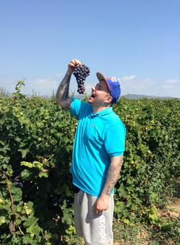 Photo of best wine tour ever the grapes were ready to pick, so sweet, and then wine even better , PAWEL S - September 2014