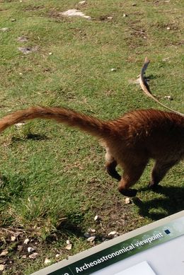 Photo of Dont take this tour in Summer unless you love extreme heat/humidity Random animal and beautiful beach. , torgs4him - July 2016