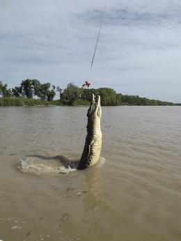 Photo of Jumping Croc on the Adelaide River Darwin. We had a great tour of the Adelaide River watching the Jumping Croc's this was a fantastic experience and recommend that if you are visiting Darwin make sure you visit the Darwin Jumping Crocodiles ... , Rag doll Kitty Cats - August 2013