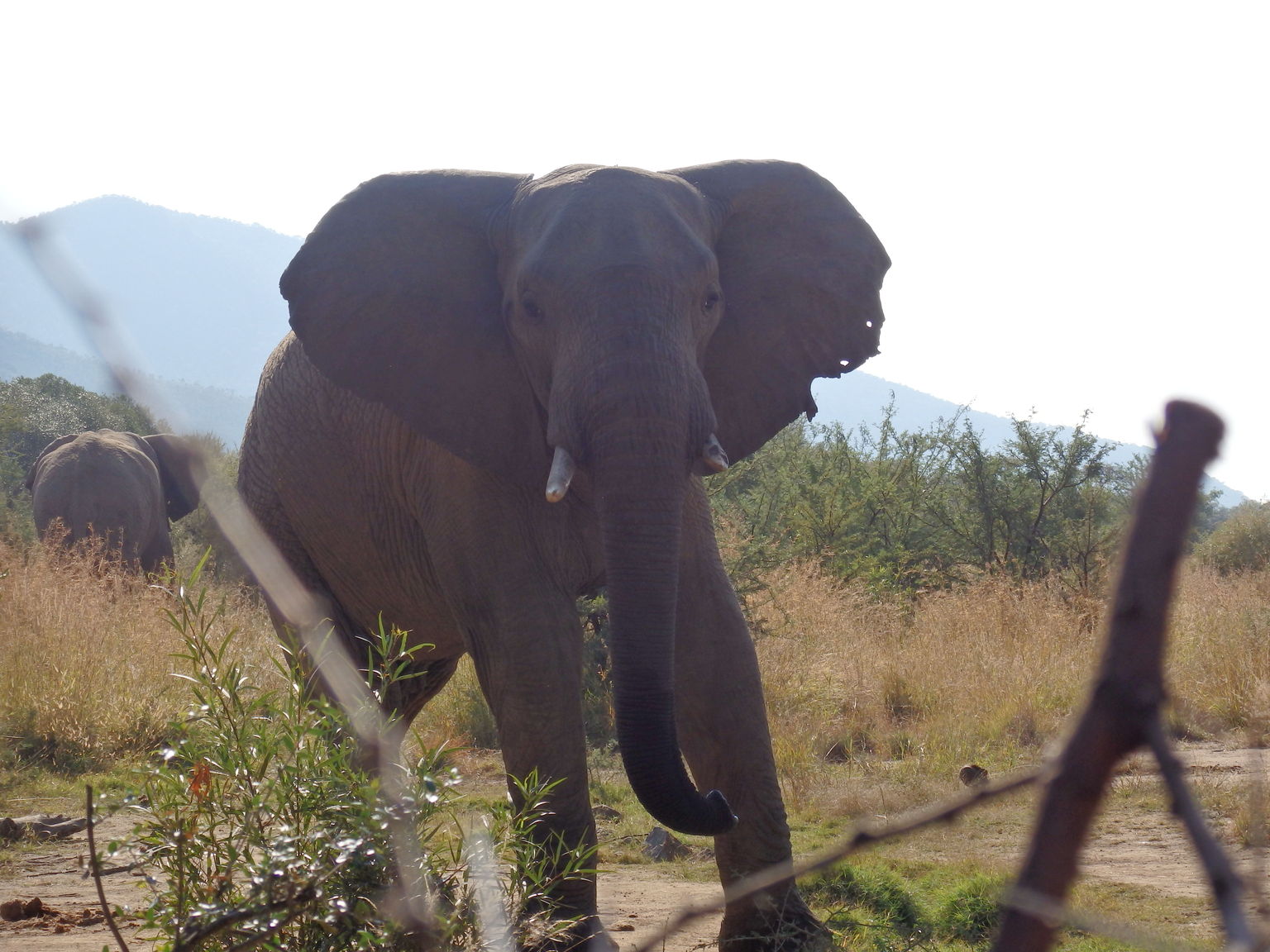 African Elephant Bull