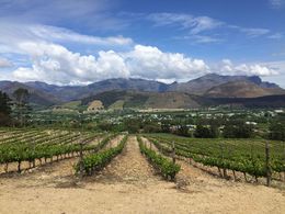 Photo of Dieu Donne Winery valley view View from the tasting patio at Dieu Donne winery in Franschhoek. , Bernadette L - October 2015