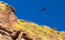 Photo of the great bald eagle This is the great bald eagle that I was lucky to see on the boat trip. The photo captures this wondrous creature and his/her habitat. Viv , vivion s - November 2015
