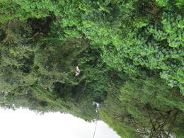 Photo of Upside down view of the treetops on the Kipu Zipline This is me, hanging upside down on my zipline, taking a picture of my husband on the other zipline in Kauai. , scooter - March 2014