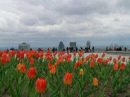 Photo of The Summit - Montreal Take a leisurely hike up the mountain in the middle of the city, and enjoy a panoramic view of the city overlooking the mighty St. Lawrence river - all from the summit observatory. , Mike B. - October 2011
