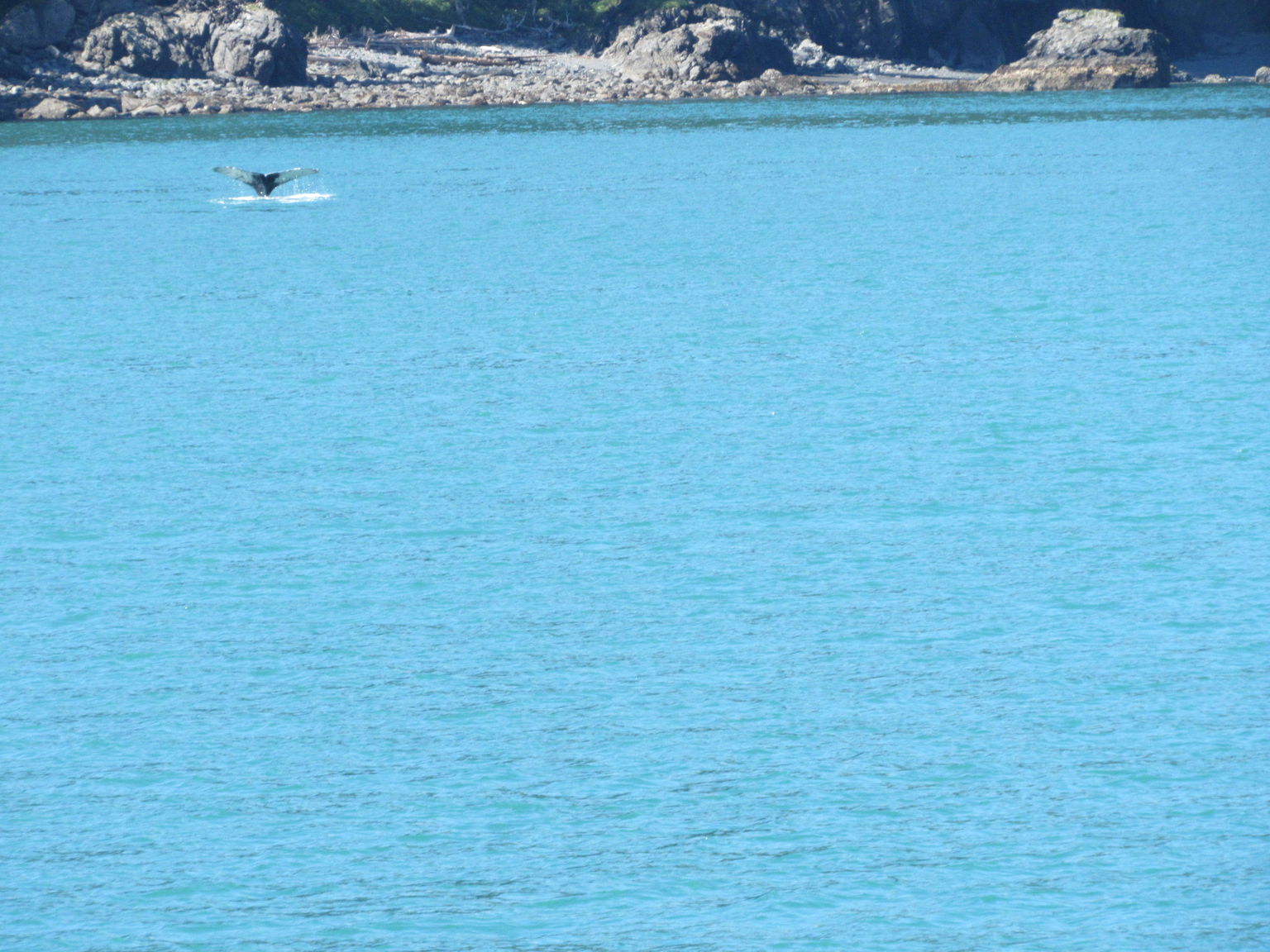 Humpback whale tail