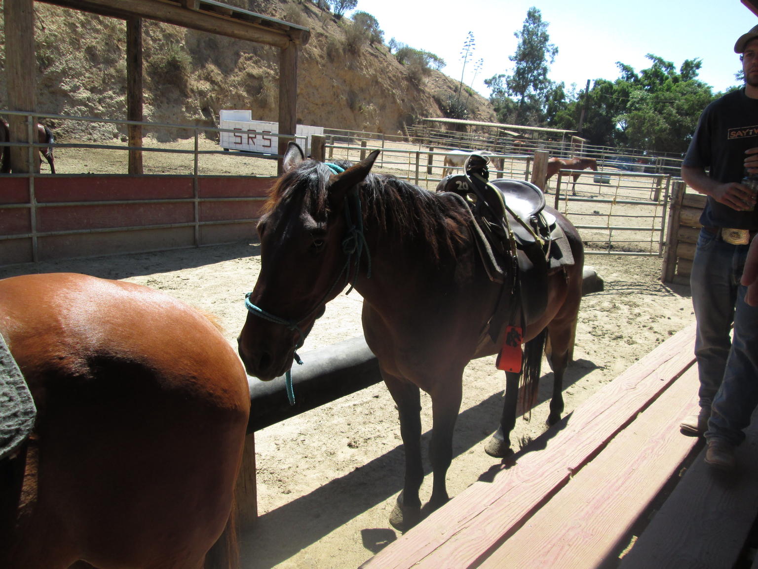 Lining up the horses