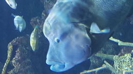 Photo of Seattle Aquarium No trip would be complete without a trip to the Seattle Aquarium. We were 6 adults with no children in the group, and we loved it! , htsant2519 - September 2016
