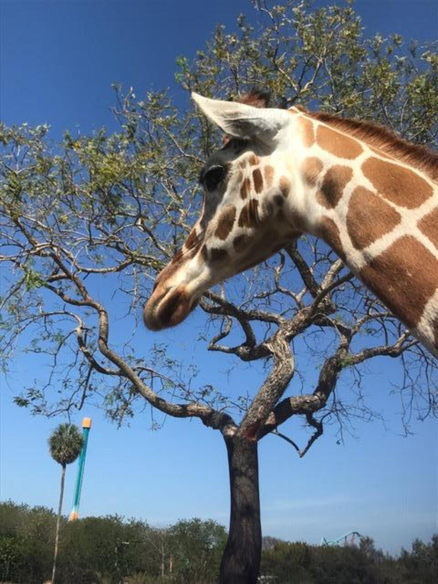 Giraffes at Busch Gardens