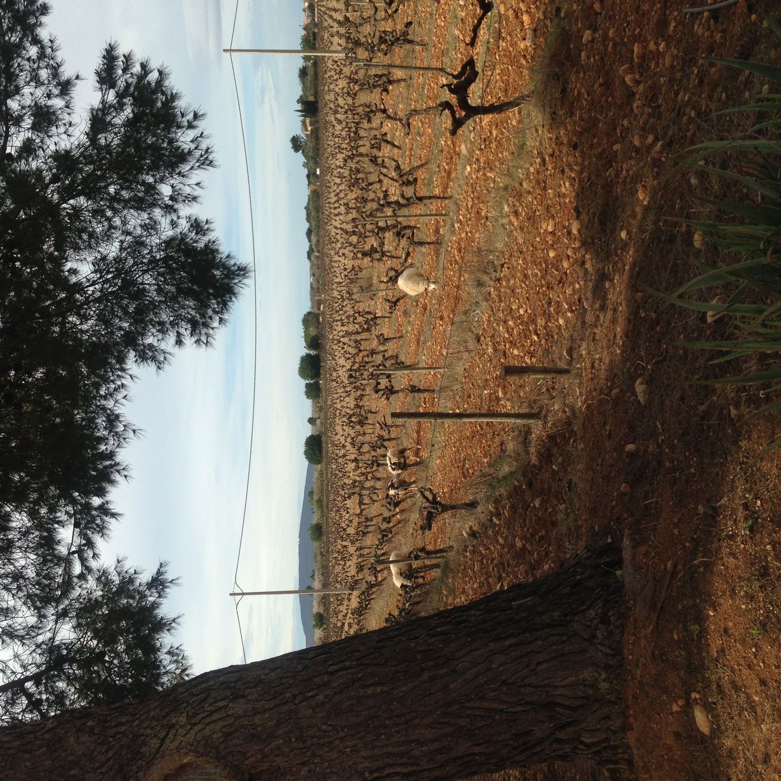 Animals at Vineyard