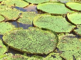Photo of Giant Lilypads These lilypads are a short 5 minute walk by elevated walkway from the floating restaurant. , bri - May 2015