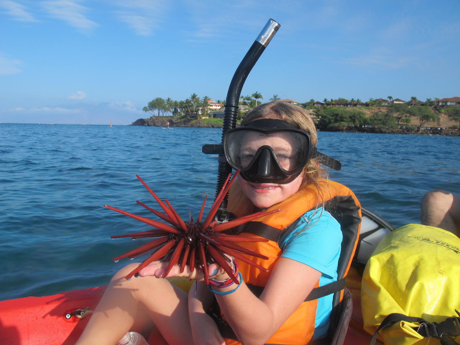 Sea Urchin