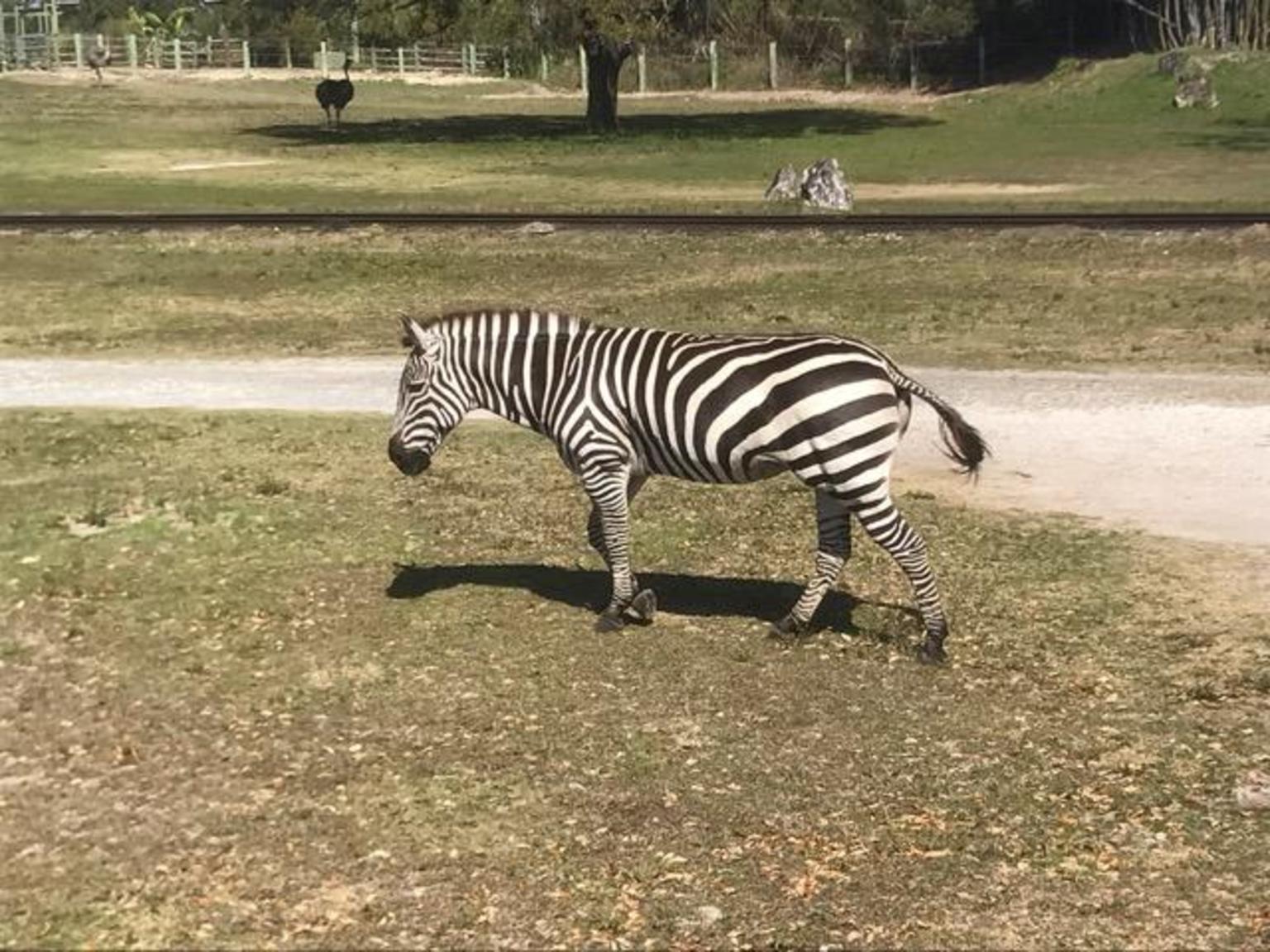 Zebra at Busch Gardens