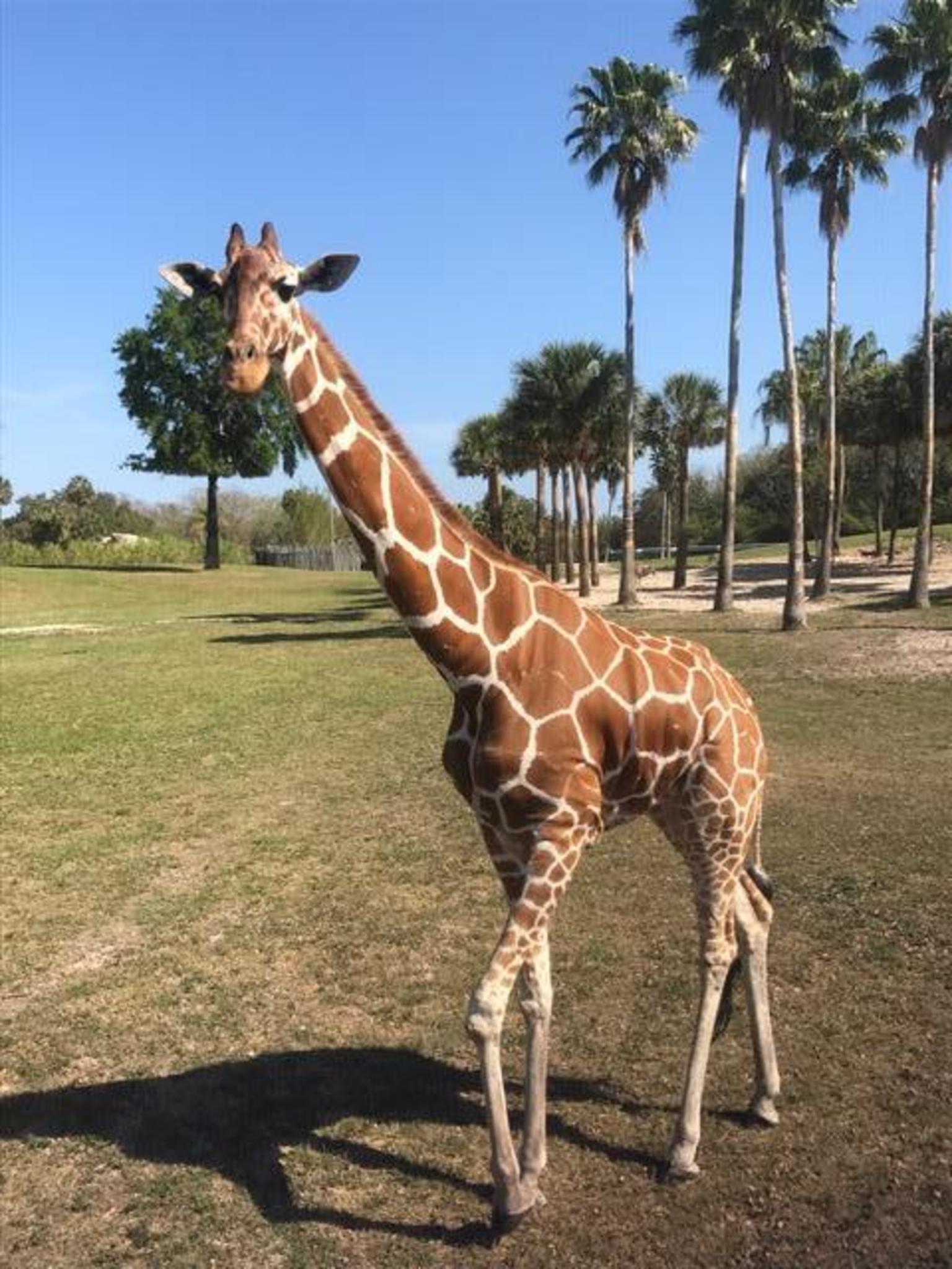Giraffes at Busch Gardens