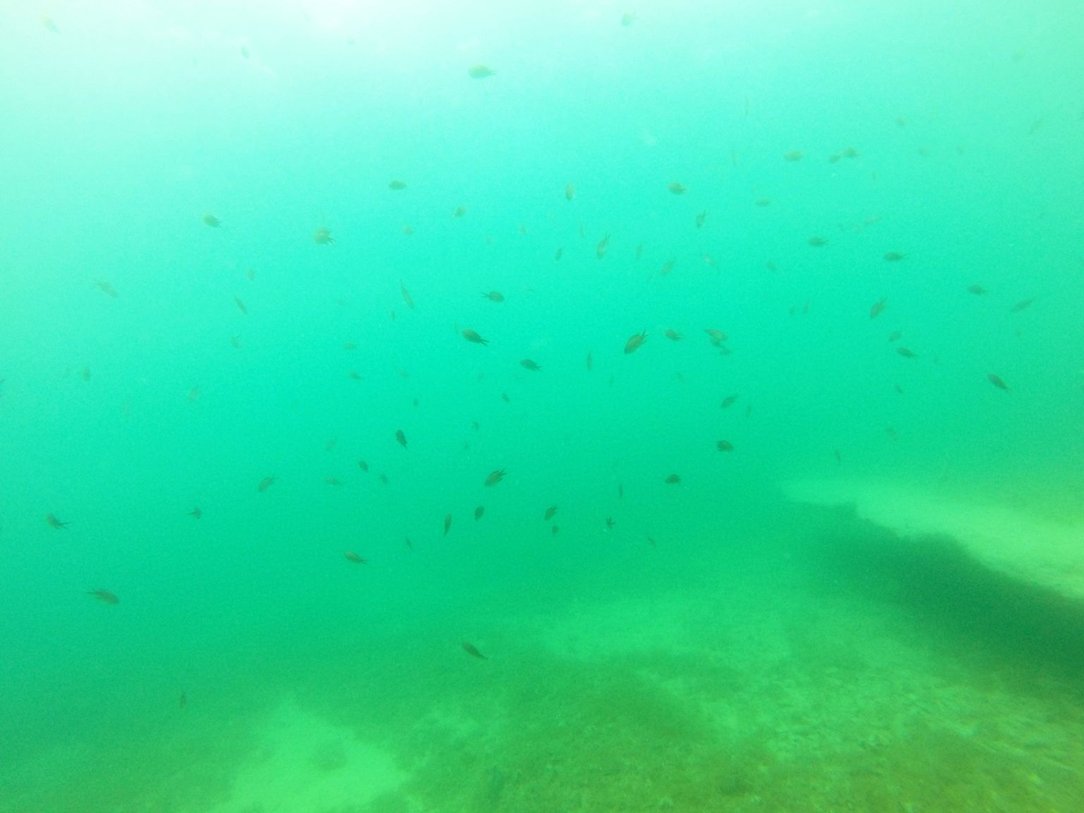 Swimming through a school of fish