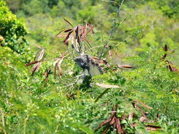 Photo of Iguana Sunny made it a point to help us find an iguana while at one overlook he carried us too during the sightseeing trip. , Robby B - April 2015