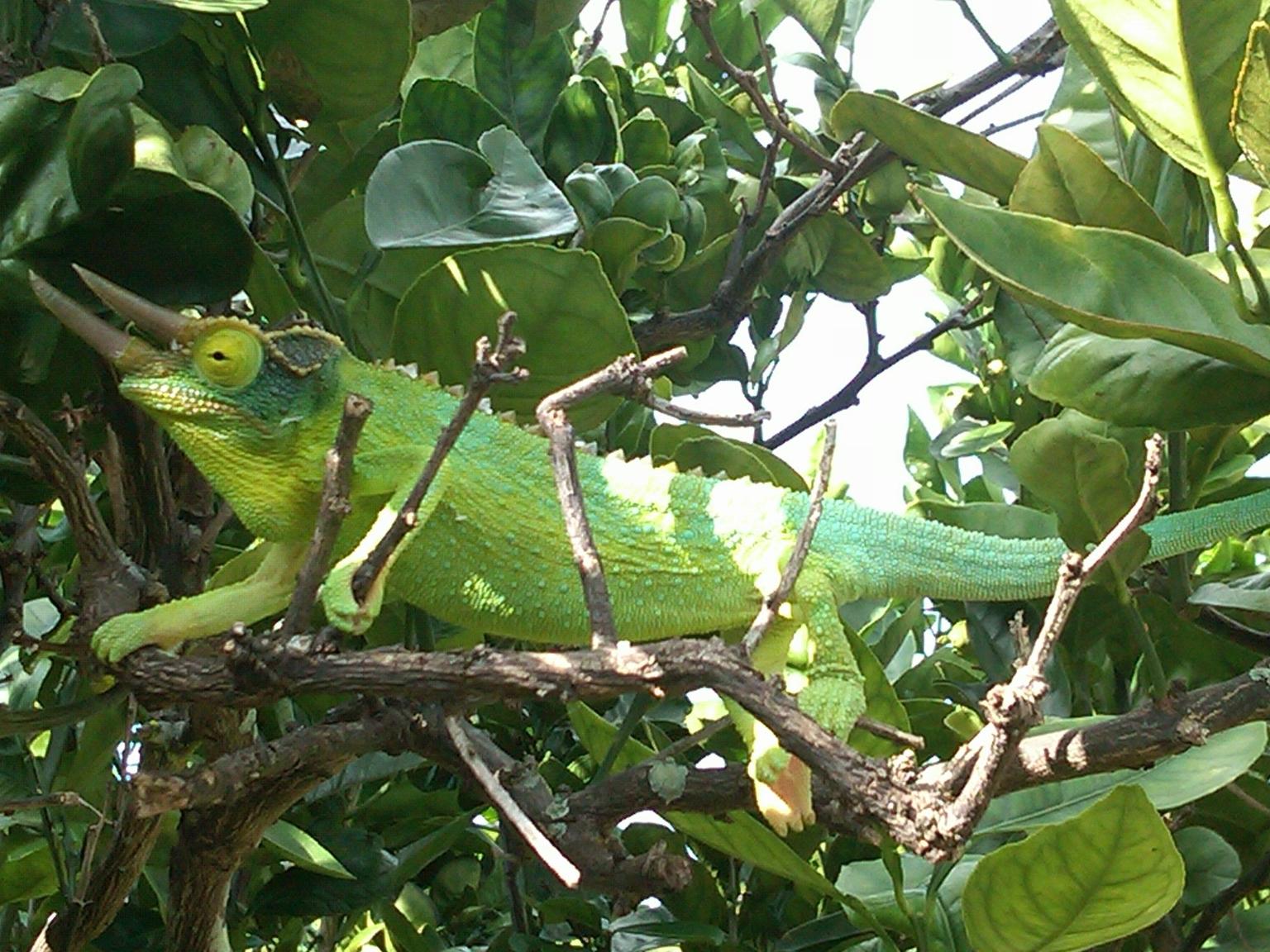 Lots of wildlife: Chameleon in citrus tree