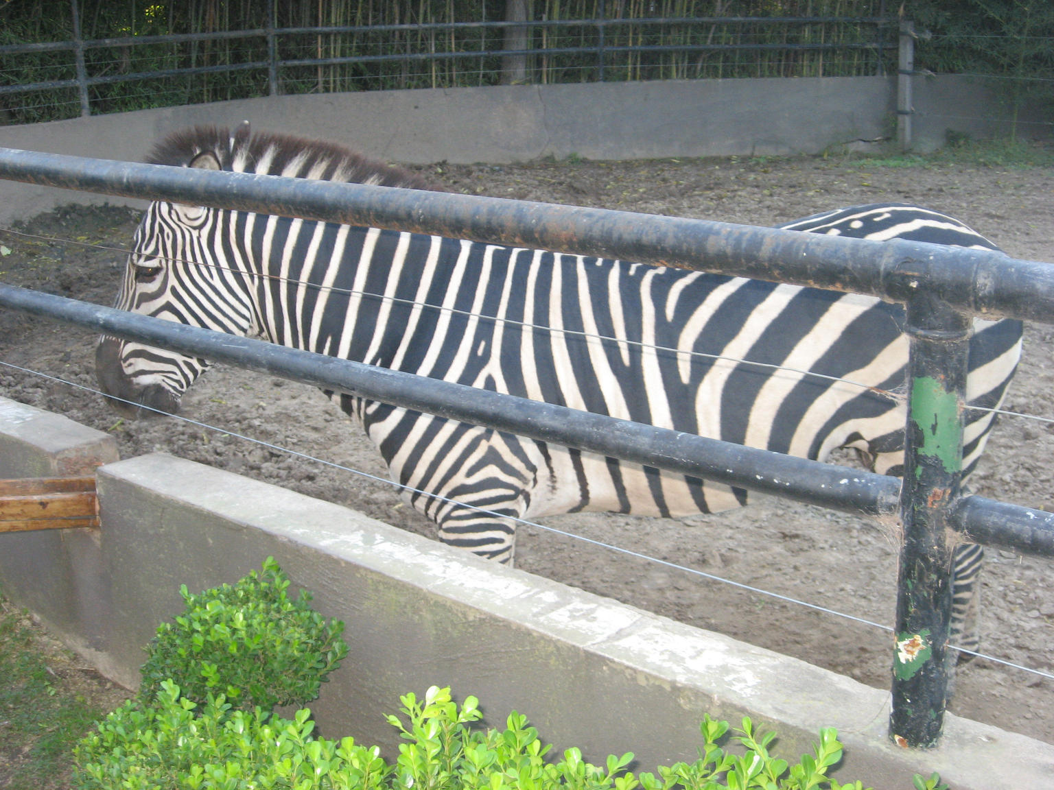 Zebra