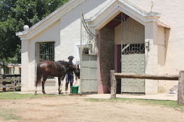 Photo of Gaucho preparing the horses for our ride. The Gaucho who was one of the helpers on getting us saddled up. , Maria S - February 2016