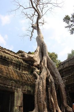 Photo of Overgrown temple This temple was severely overgrown and damaged by tree roots but parts were being partially restored. , Willis - March 2015