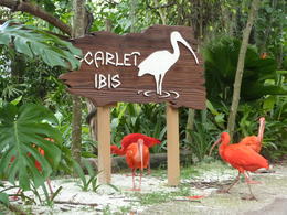 Photo of scarlett ibis Scarlett ibis ane one of the animal life you see, You see flamingos and a jaguar and others on the 10 minute river ride. But go see the pandas at the river safari zoo. , Wendy H - June 2014