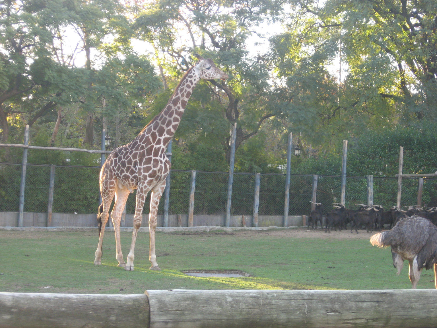 Giraffe