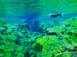 Photo of Algae Hard to believe anything grows in this water where it is so cold, but the algae made for a beautiful green contrast against the blue waters. , kerrymannette - September 2016
