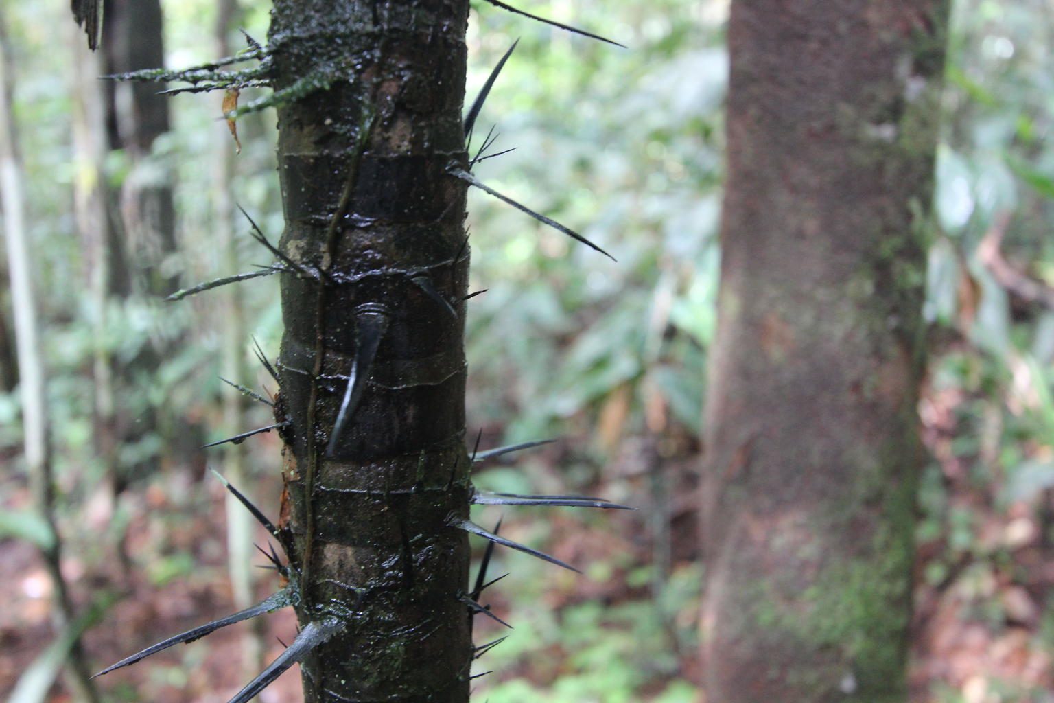 Spiky Tree