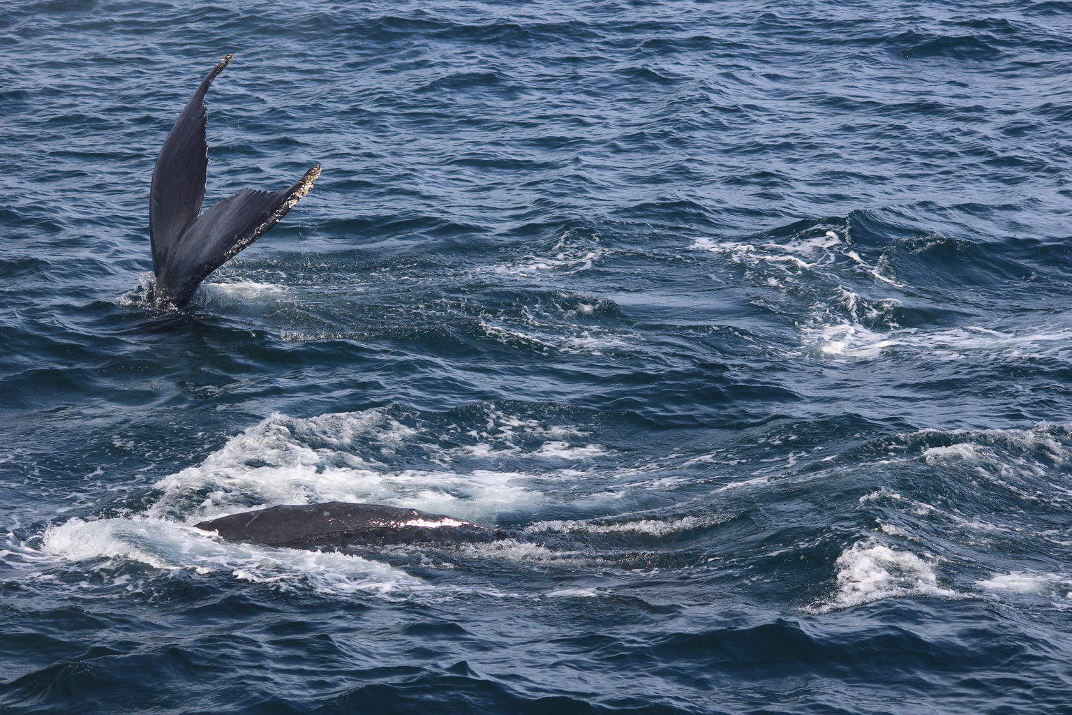 two whales beside boat