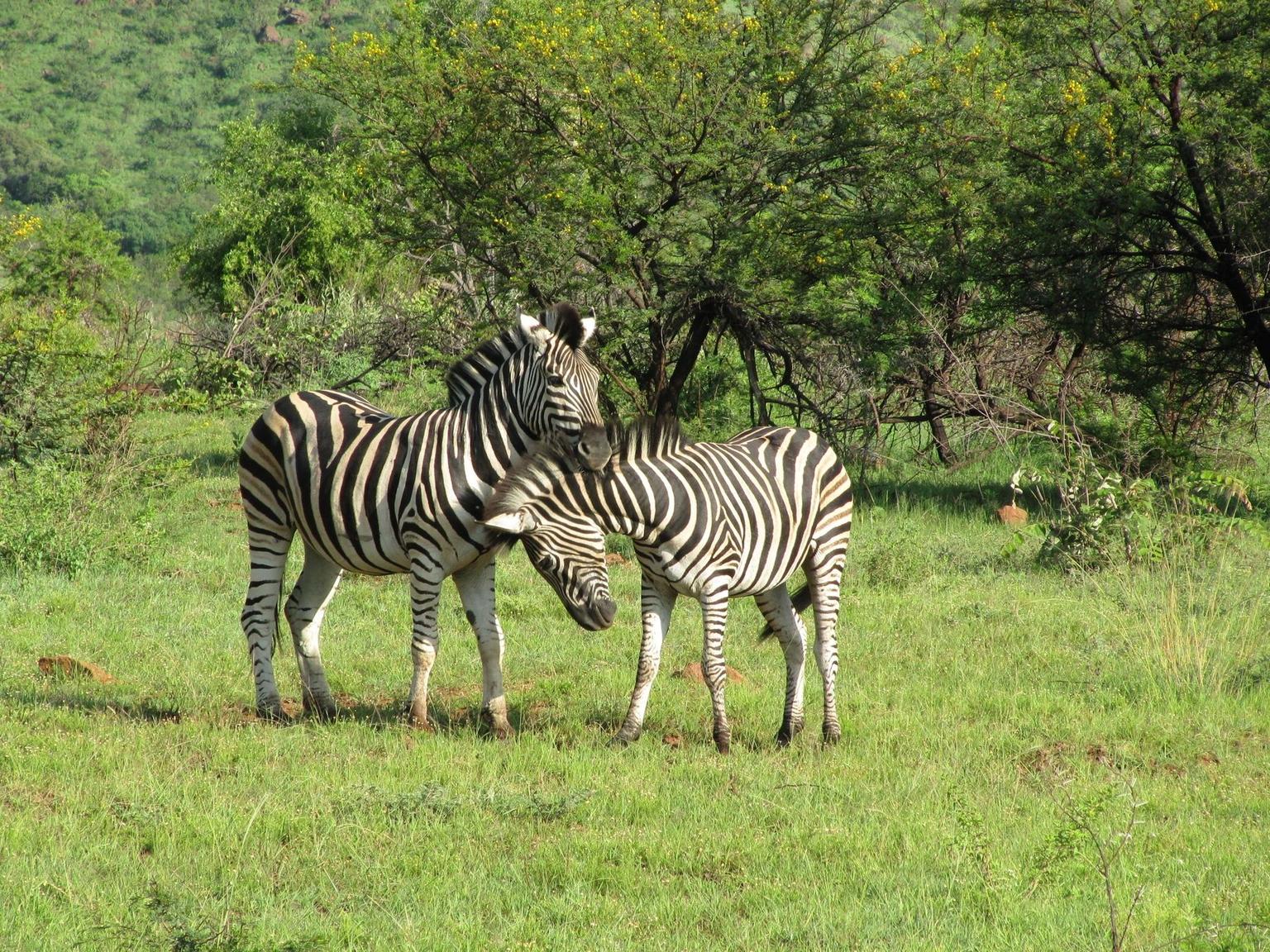 Zebra at Pilanesberg (safari)