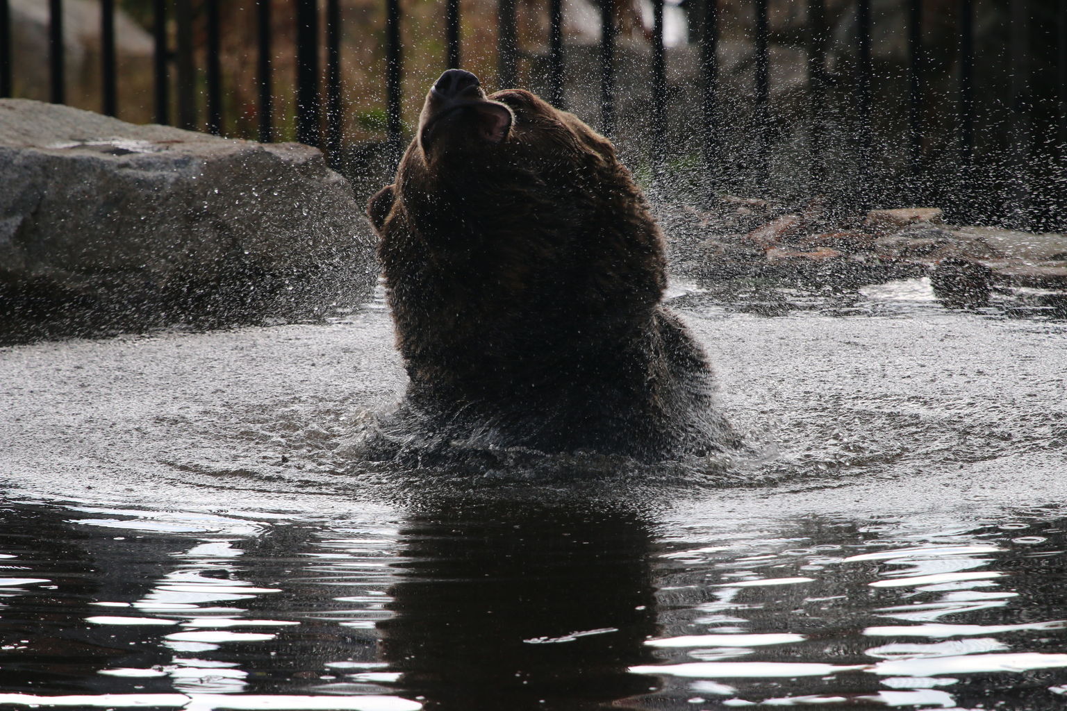 Bear Habitat