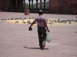 Photo of Delhi - Mosque birds Birds are fed in the central courtyard of the Delhi Mosque , Balti-most - May 2011