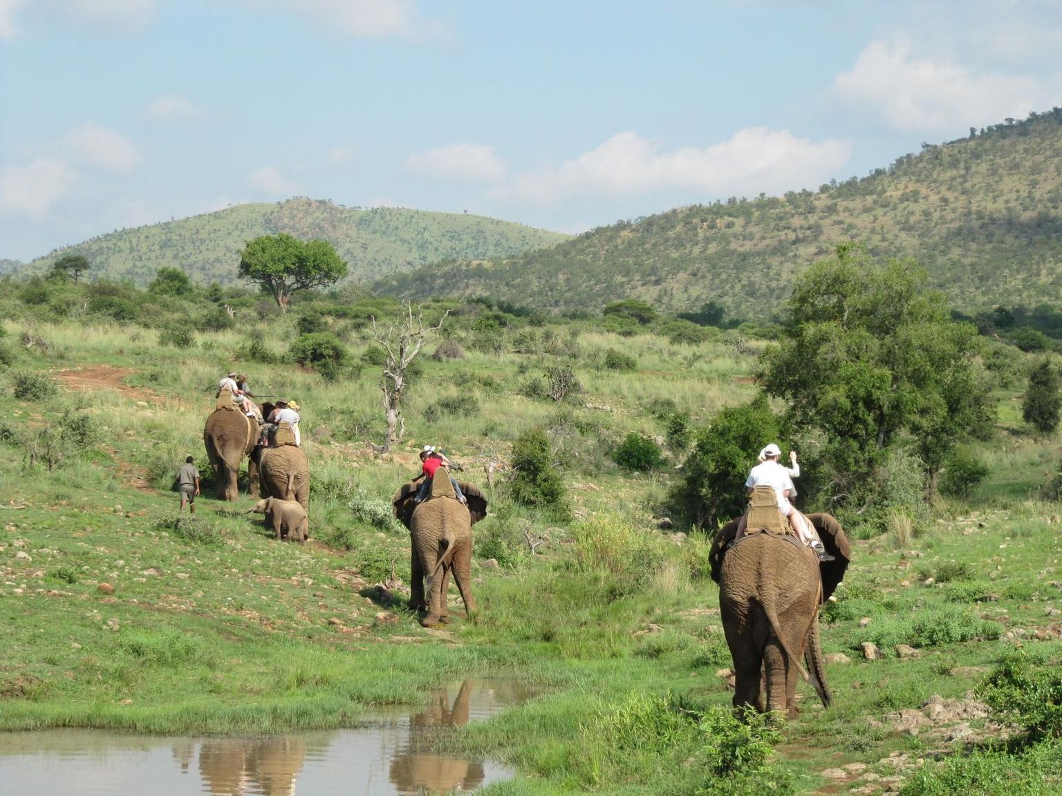 Elephant safari