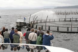 Photo of Salmon Feeding Time Tasmania has clear cold water, and its perfect for salmon farming. , RobC - December 2010