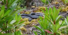 Photo of Black snake! On the banks of the Gordon River. One bite and this is your last tour! , RobC - December 2010