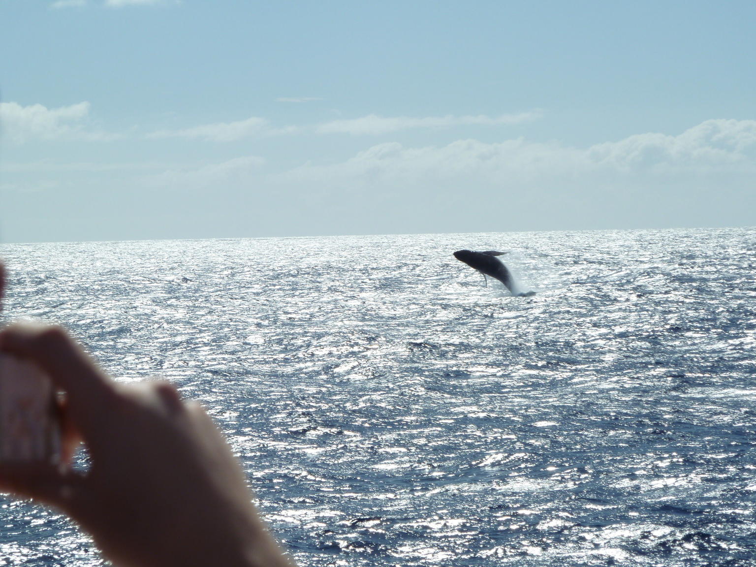 A whale breaching, Oahu whale watching cruise