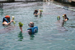 Photo of Swimming with the Manatees Steve, Linda, Shelby and Sydni feeding the Manatees. Family adventure that was so worth the trip. , Steven R - September 2015