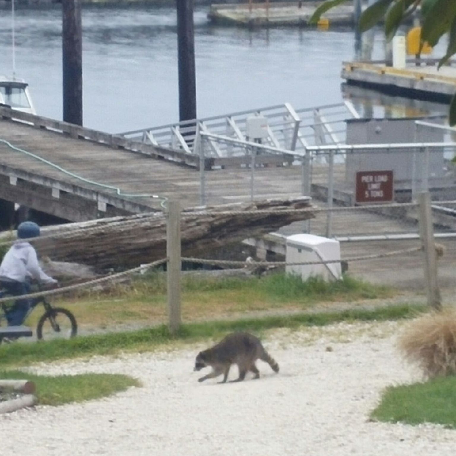 Yup - thats a raccoon