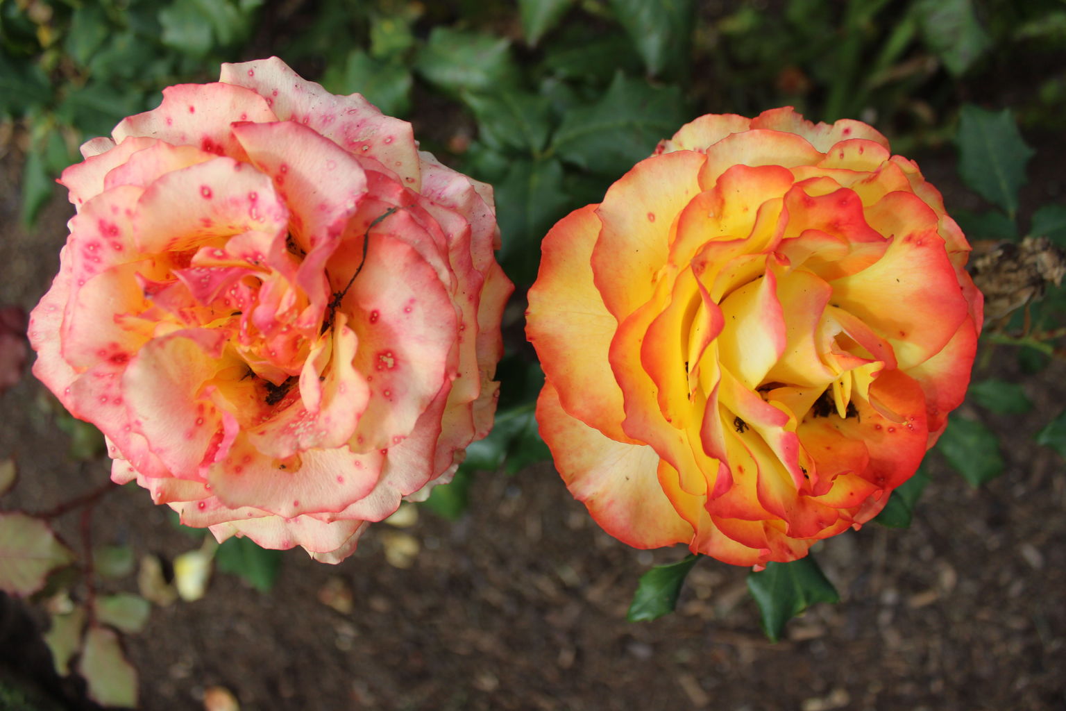 Rose Garden
