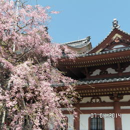 Photo of Hasedera Temple Hasedera Temple has been known as the 4th station among the 33 holy places in the Kanto area. It has a beautiful view of the Sagami Bay below. , Catherine C - April 2014