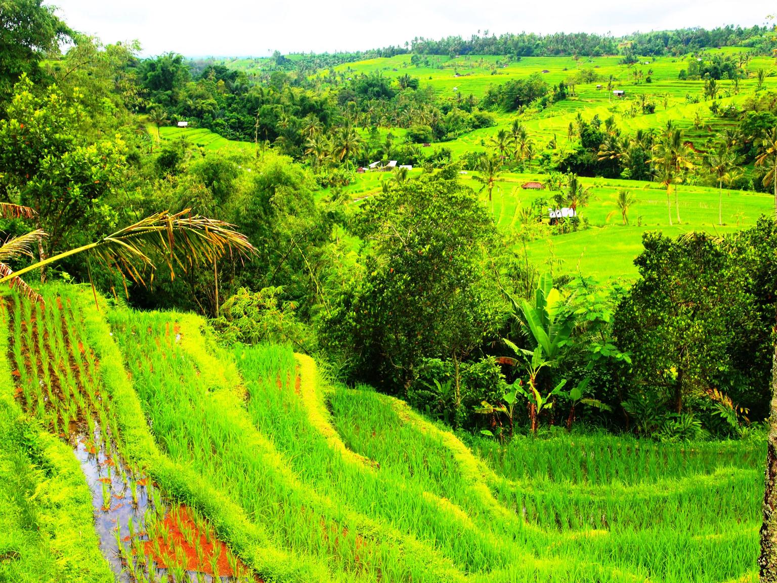 Beautiful Bali Rice paddies