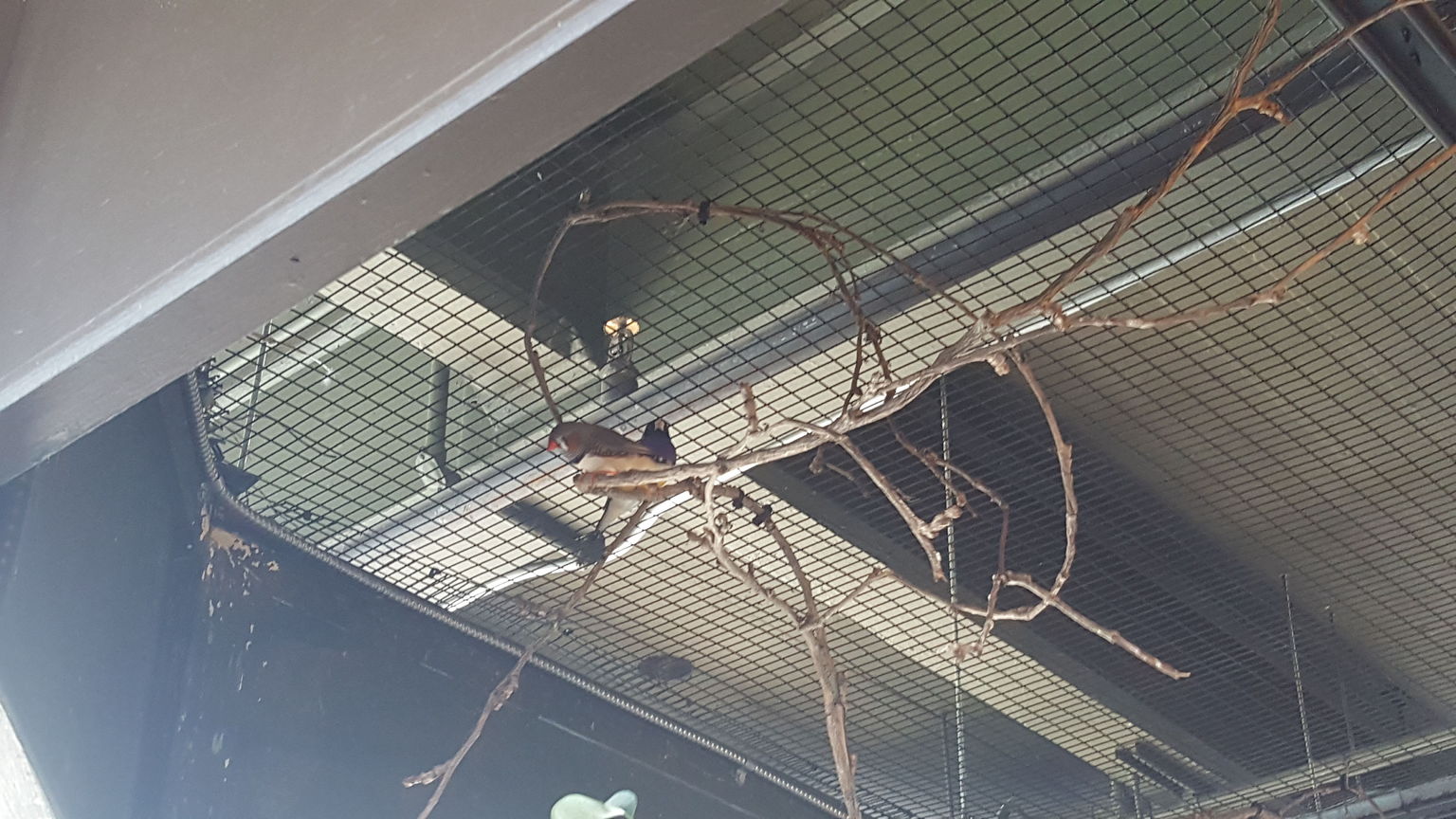 Birds