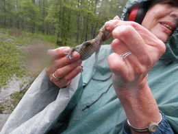 Photo of Holding baby aligator. It was pouring down rain but I was holding the baby. Quite an experience. , Jerry S - April 2015