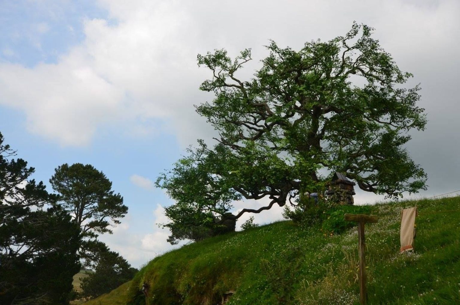 Tree