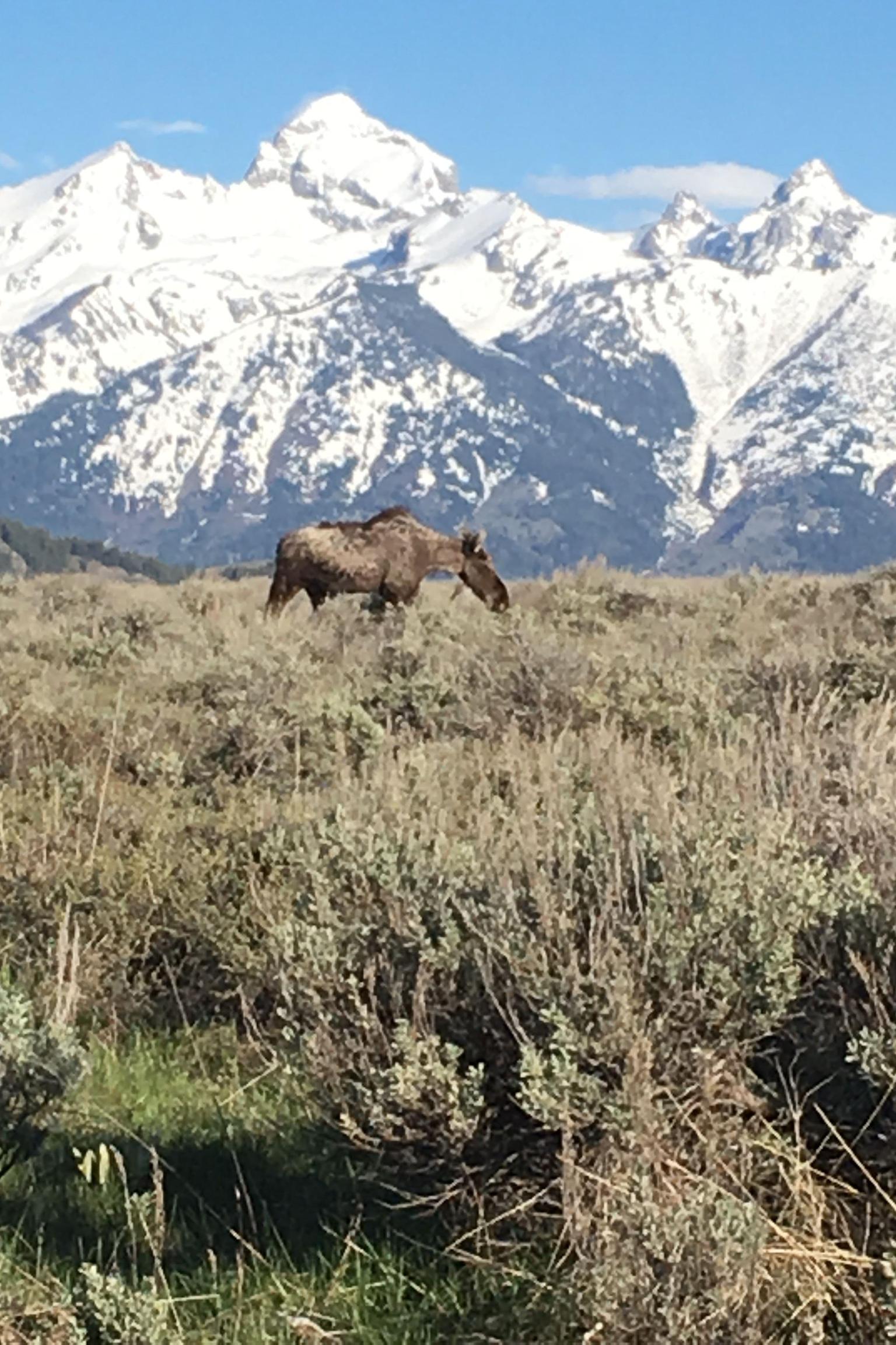 Male young moose